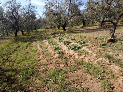 Terreno Agricolo in vendita a Vinci