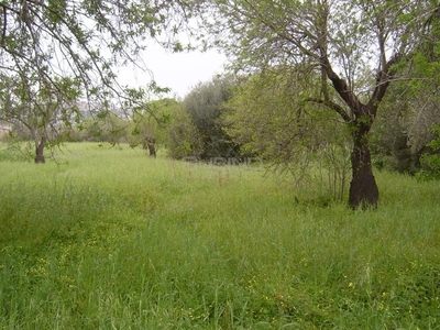 Terreno agricolo in Vendita a Siracusa, 28'000€, 10000 m²