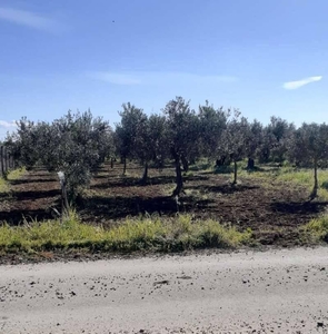 Terreno agricolo in vendita a Castelvetrano