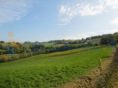 Terreno agricolo in vendita a Serra De'Conti