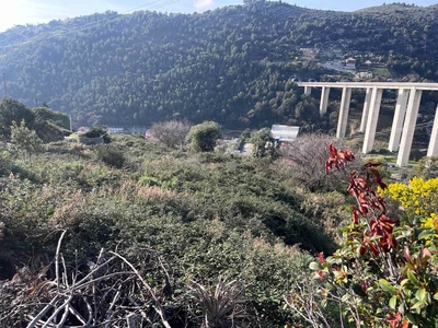 Vendita Terreno agricolo, in zona VALLECROSIA ALTA, VALLECROSIA