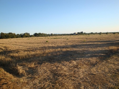 terreno agricolo in vendita a Rosignano Marittimo