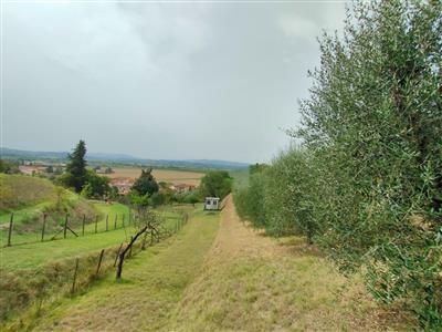 Terreno agricolo in buono stato di 3260 mq. a Forcoli