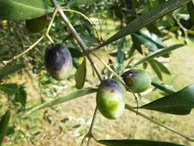 Terreno in vendita a Celle Ligure