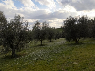 terreno agricolo in vendita a Senigallia