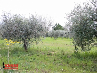 Terreno Agricolo in vendita a Bibbona via del Forte