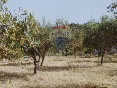 Terreno Agricolo in vendita a Bolognetta contrada grassurelli