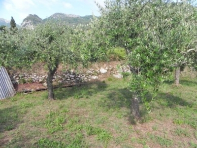 Terreno Agricolo in vendita a Camaiore