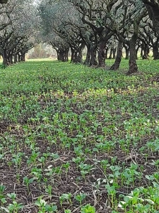 Terreno Agricolo in vendita a Campagna via Carapiglia