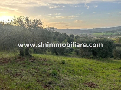 Terreno Agricolo in vendita a Capalbio