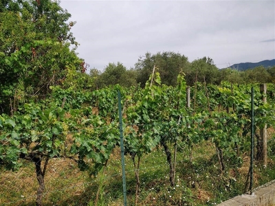 Terreno Agricolo in vendita a Castelnuovo Magra