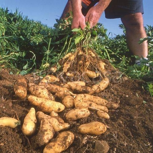 Terreno Agricolo in vendita a Cesano Maderno via Eugenio Montale, 50