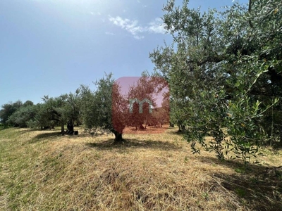 Terreno Agricolo in vendita a Colonna colle sant’andrea Di Sopra s.n.c.