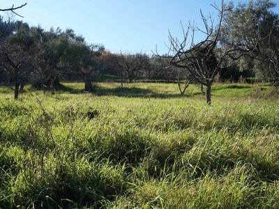 Terreno Agricolo in vendita a Cosenza c.Da Badessa Diodato