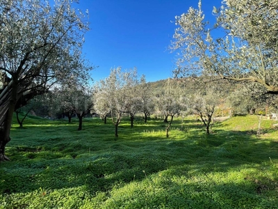Terreno Agricolo in vendita a Lamezia Terme muretto