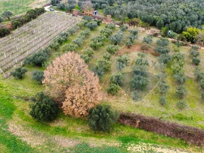 Terreno Agricolo in vendita a Montefiascone localita' Momma, snc