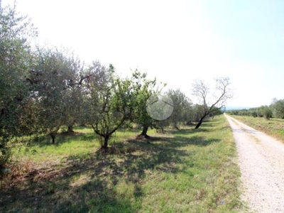 Terreno Agricolo in vendita a Montelibretti strada Provinciale Montelibretti