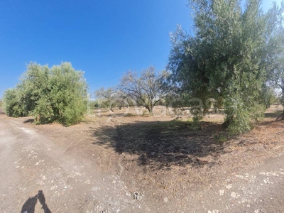 Terreno Agricolo in vendita a Motta Sant'Anastasia strada Pozzo Masseria