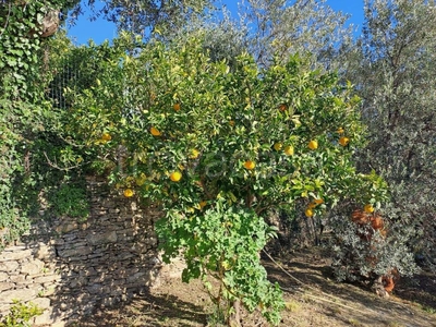 Terreno Agricolo in vendita a Pieve Ligure via Chiossa