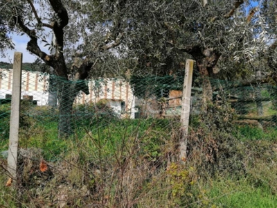 Terreno Agricolo in vendita a Ripatransone contrada San Salvatore