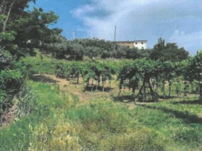 Terreno Agricolo in vendita a Roncà via duello