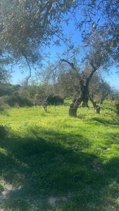 Terreno Agricolo in vendita a Saponara via Canicari