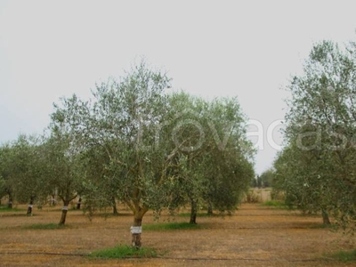 Terreno Agricolo in vendita a Sassari campanedda s.n.c.