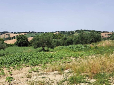 Terreno Agricolo in vendita a Senigallia