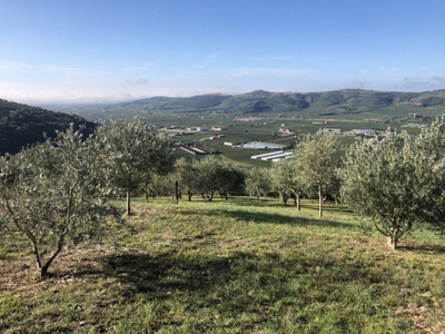 Terreno Agricolo in vendita a Tregnago