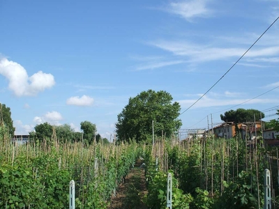 Terreno Agricolo in vendita a Viareggio