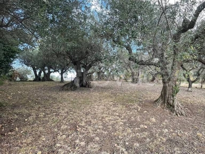 Terreno Agricolo in vendita ad Albano Laziale via delle Grotte