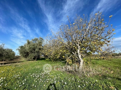 Terreno agricolo in Vendita in a Mola di Bari