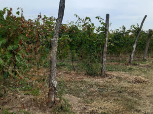 Vendita Terreno Agricolo Fonte