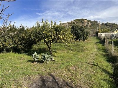 Agricolo - Uliveto a Vallo, Borgia