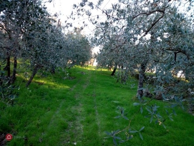 Terreno agricolo in Vendita in Via Zara a Bucine
