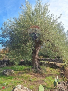 Terreno agricolo in Vendita in Viale Borsellino a Camporotondo Etneo