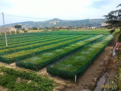 Azienda agricola in vendita a Monteprandone