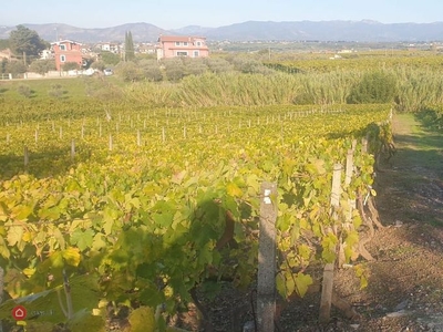 Terreno agricolo in Vendita in Via di Fontana Candida a Roma