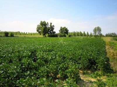 TERRENO AGRICOLO Porpetto