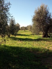 Terreno Agricolo in vendita a Castagneto Carducci - Zona: Marina di Castagneto Donoratico