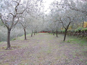 Terreno, CAMPO NELL'ELBA