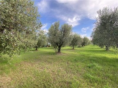 Terreno agricolo in buono stato di 3333 mq. a Cafaggio