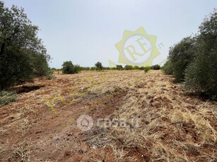 Terreno agricolo in Vendita in Via Martucci a Conversano