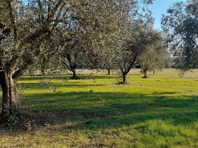 terreno agricolo in vendita a Manziana