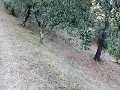 terreno agricolo in vendita a Serravalle Pistoiese
