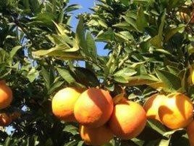 terreno agricolo in vendita a Campofelice di Roccella