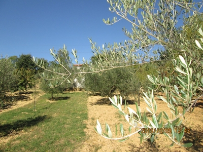 Terreno in vendita in via colle dell'ulivo 23, Cappelle sul Tavo