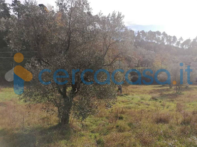 Terreno agricolo in vendita a Sarzana