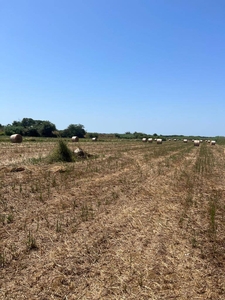 Vendita Terreno agricolo, in zona DONORATICO, CASTAGNETO CARDUCCI