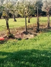 In localita' Serre (SA) zona Alimenta, a 400 metri dalla SS delle Calabrie principale arteria veicolare della zona, proponiamo in vendita un azienda agricola che si sviluppa su un terreno pianeggiante di 9 ettari con alberi da frutta e 1100 alberi di ulivi oltre tre pozzi e un forno, la proprieta' e' comprensiva di strutture coperte per uso abitativo o ristorazione per circa 300 mq, di un ampio garage e di un capannone. L'azienda e' trasformabile, idonea ed utilizzabile anche come struttura ricettiva di agriturismo e o allevamento.CHIAMACI PER AVERE MAGGIORI INFORMAZIONI E DETTAGLI E PER FISSARE UN APPUNTAMENTO DI VISITA.